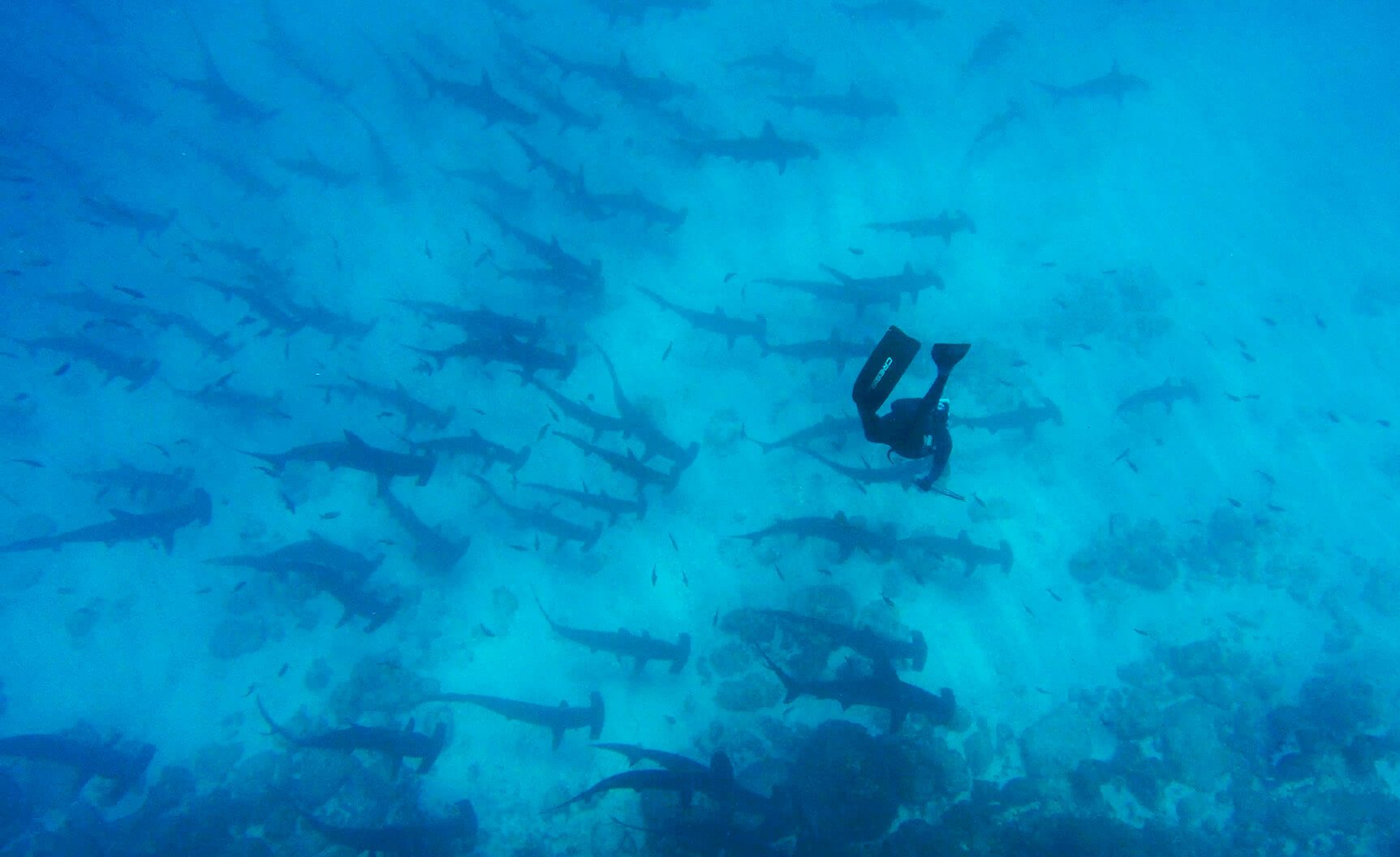 Diver