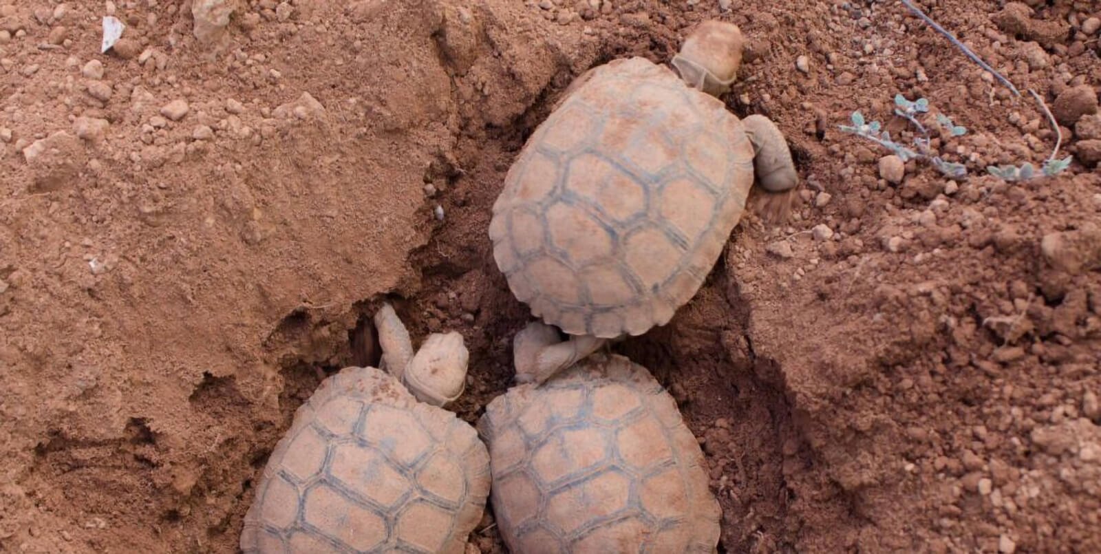 Baby turtles